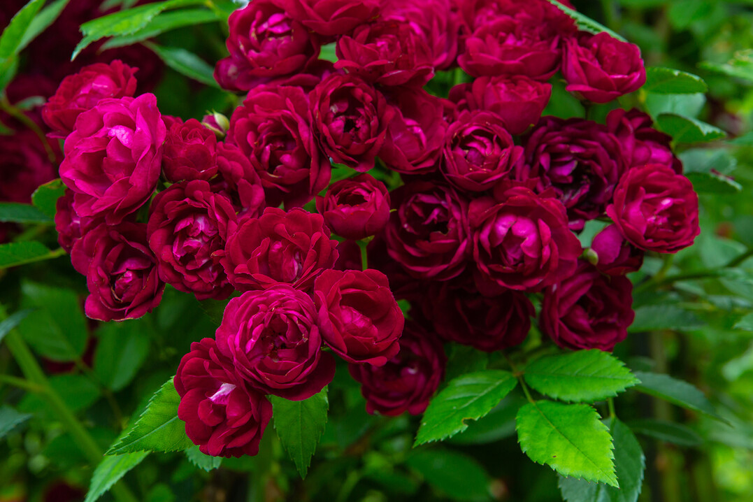 Ramblerrose Perennial Red Domino