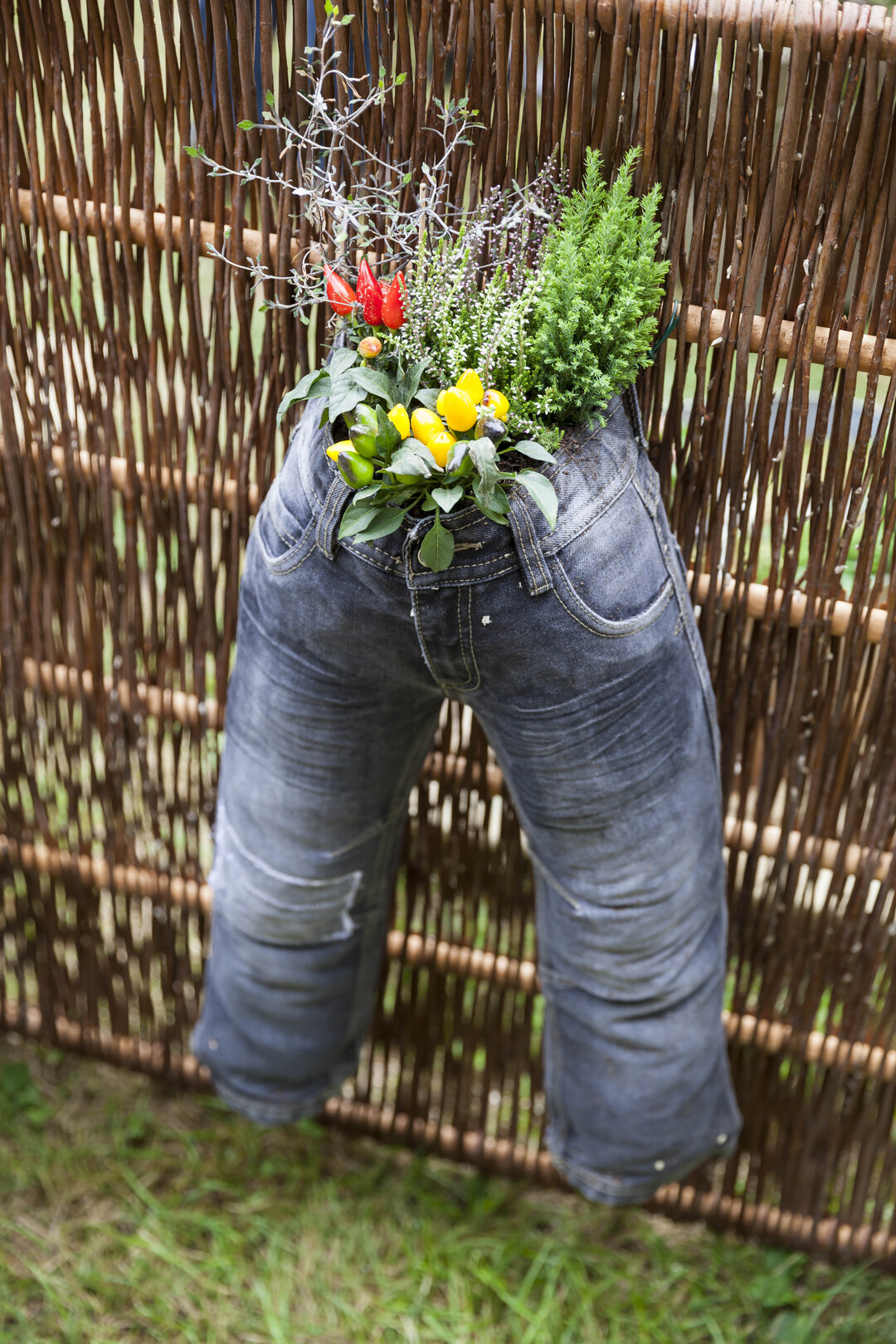 Moderne Interpretation eines kleinen Gartens: bepflanzte Kinderhose.