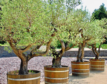 Mediterrane Gehlze in Eichenholzfssern