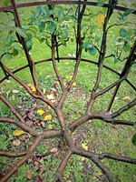 Ein am Spalier gezogener Apfelgarten.