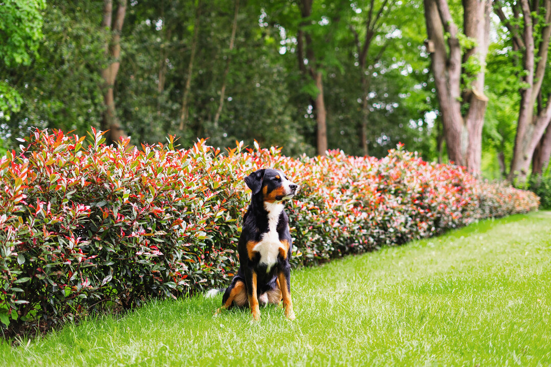 Begeistert auch als Hecke.