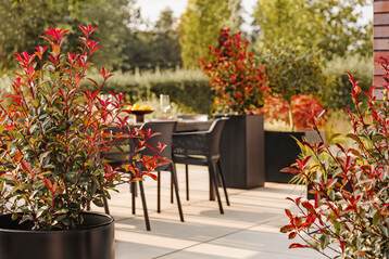 Auch im Kbel auf der Terrasse ist Devils Dream ein Highlight