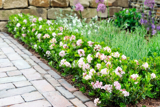 Bloombux als Hecke