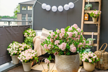 Bloombux fr die Terrasse