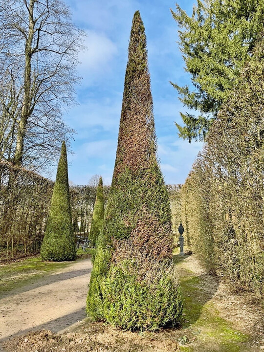 Der Pilzbefall der Thujen ermglicht, die ursprngliche Pflanzung aus Ulmen wieder anzupflanzen.