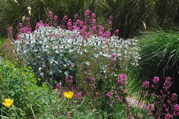 Wow-Effekt: Eryngium giganteum ‘Miss Wilmott’s Ghost’, Centranthus ruber ‘Coccineus’