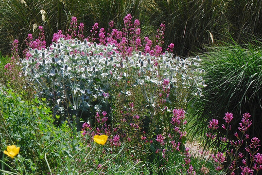 Wow-Effekt: Eryngium giganteum Miss Wilmotts Ghost, Centranthus ruber Coccineus