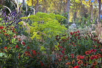 Aus Ostasien stammt der eindrucksvolle Goldbaldrian (
<i>Patrinia scabiosifolia</i>
), kontrastiert von den kräftig roten Sonnenbräuten (
<i>Helenium</i>
 ‘Rubinzwerg’) und Duftnesseln (
<i>Agastache</i>
 ‘Black Adder’).