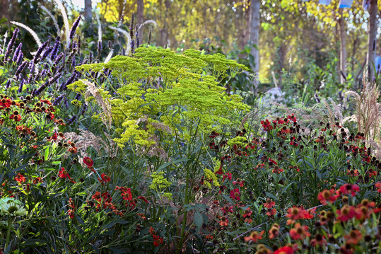 Aus Ostasien stammt der eindrucksvolle Goldbaldrian (
<i>Patrinia scabiosifolia</i>
), kontrastiert von den kräftig roten Sonnenbräuten (
<i>Helenium</i>
 ‘Rubinzwerg’) und Duftnesseln (
<i>Agastache</i>
 ‘Black Adder’).