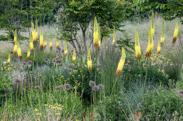 Federleicht schweben die Steppenkerzen (
<i>Eremurus bungei</i>
) über der Pflanzung und setzen vertikale Akzente.