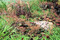 Pflanzung im Farbton Mocha Mousse: Cosmos atrosanguineus, Heuchera "Palace Purple" und Pennisetum setaceum "Rubrum".