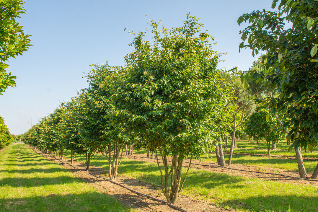 <i>x Sycoparrotia semidecidua</i>