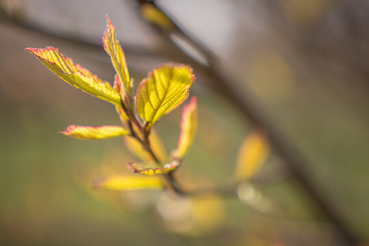 <i>x Sycoparrotia semidecidua</i>
  Blattdetail