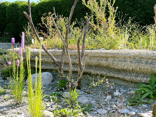 Ausschnitt aus dem Klimagarten im Gartenatelier Domat/Ems