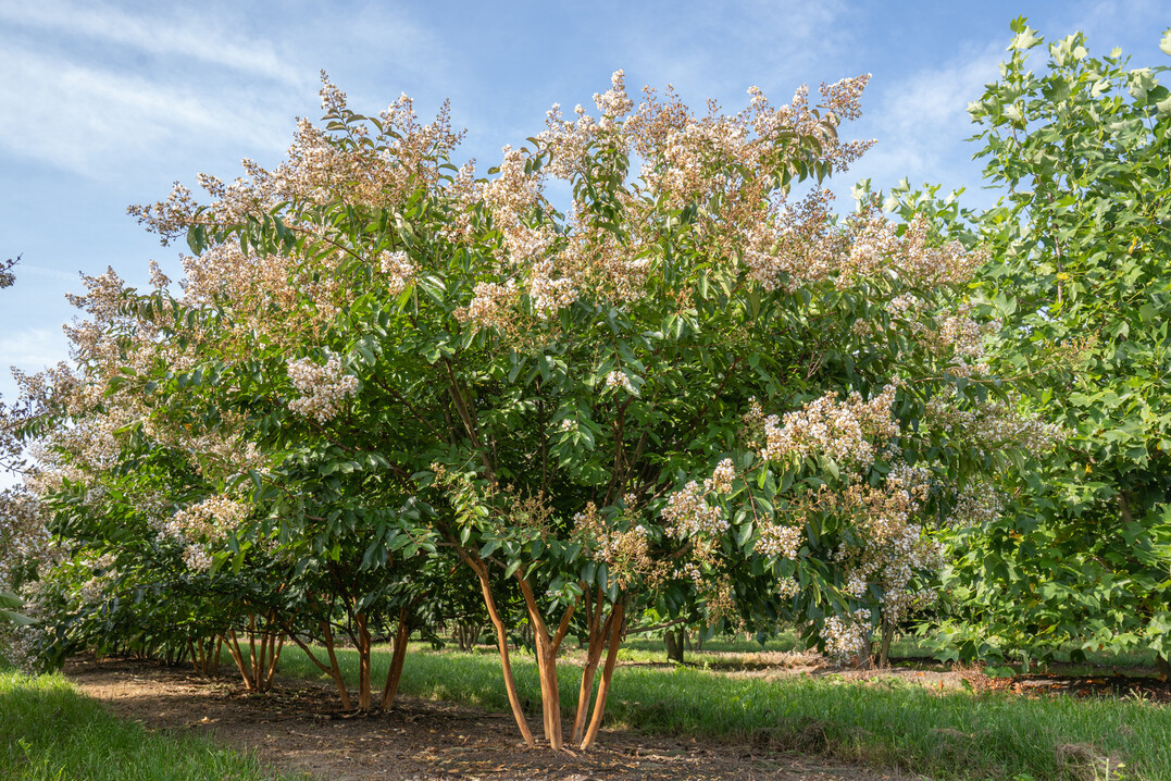 Lagerstroemia  Natchez