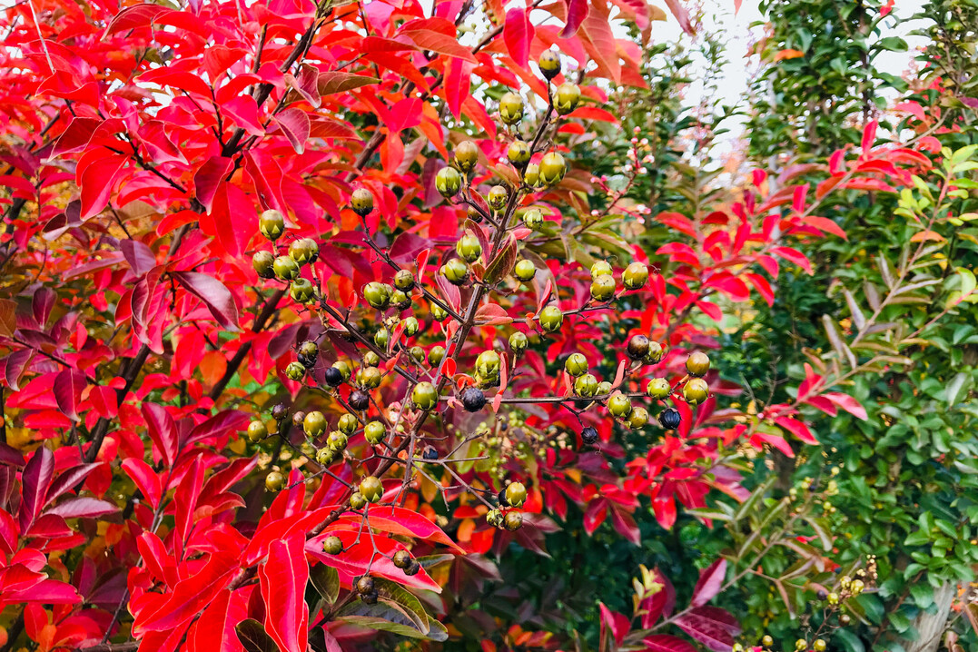 Herbstfrbung