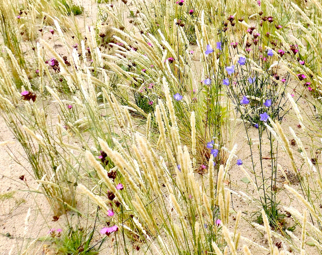 Pflanzung in Sand: Melica ciliata, Campanula rotundifolia, Dianthus carthusianorum