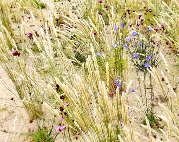 Pflanzung in Sand: Melica ciliata, Campanula rotundifolia, Dianthus carthusianorum