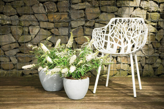Deko-Highlight - Buddleja Summerlounge