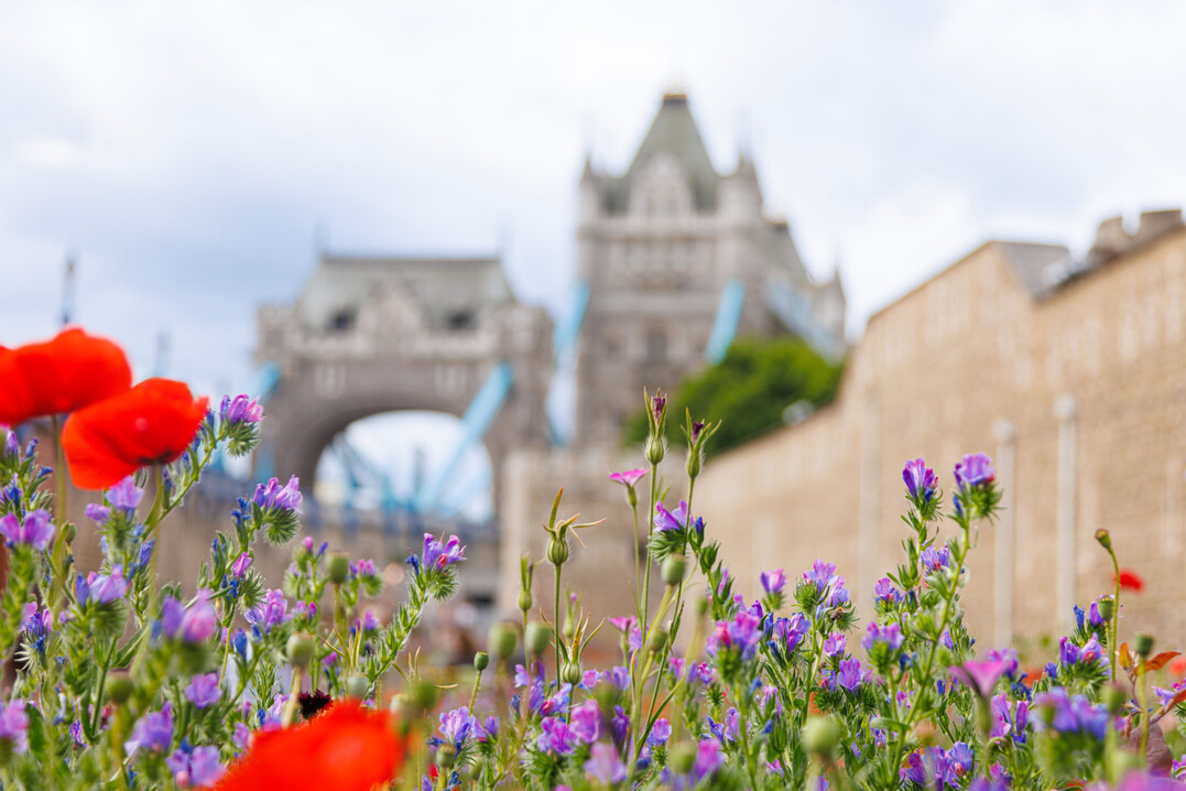2. Preis zeitgenssischer Park: Anlsslich des Platinjubilums von Knigin Elisabeth II. fand 2022 die Veranstaltung Tower of London Superbloom statt: 20 Mio. sorgfltig ausgewhlte Samen im Wassergraben des Towers ergaben ein leuchtendes Blumenmeer von Juni bis September. 2022