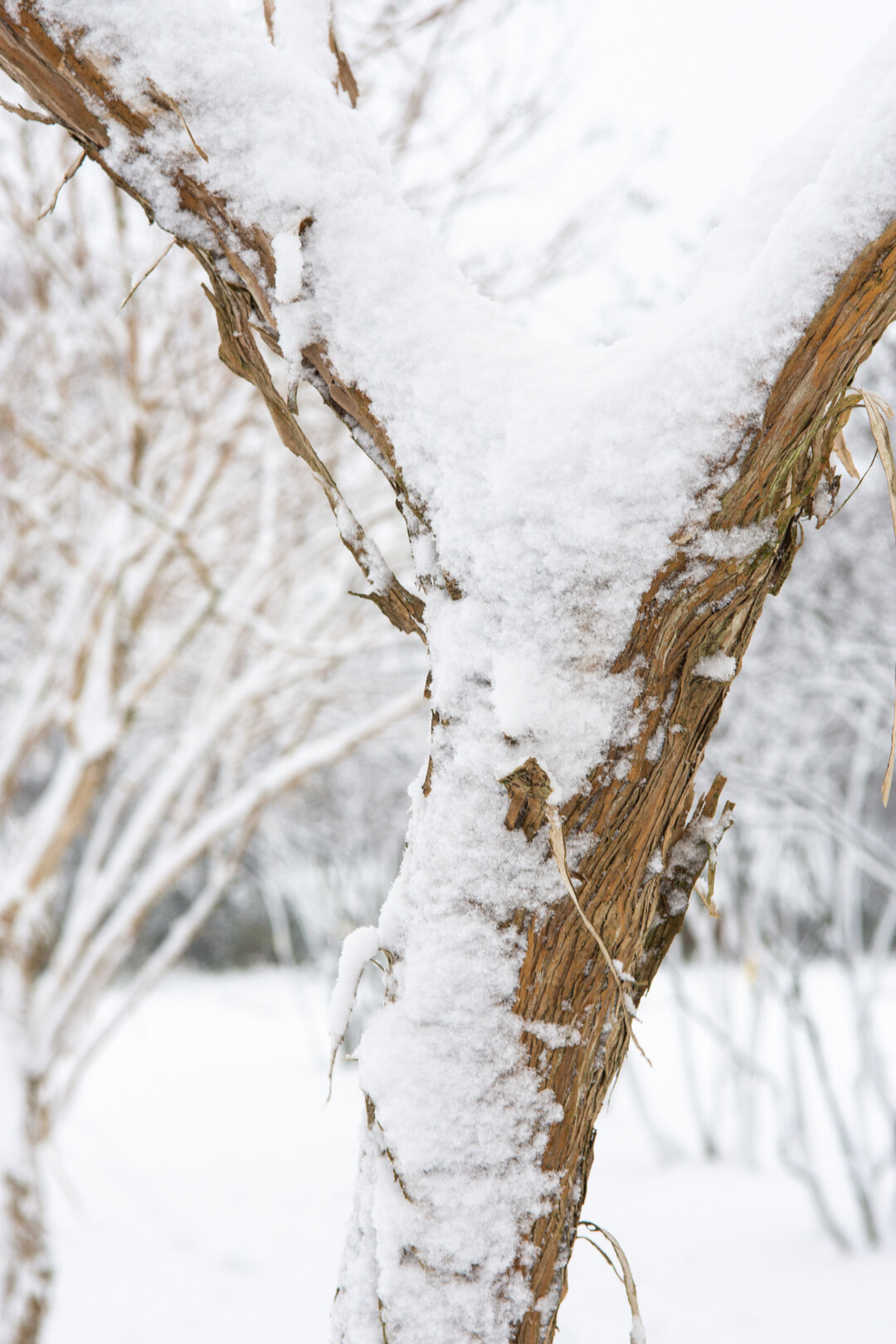 <i>Heptacodium miconioides</i>
  - Detail Rinde