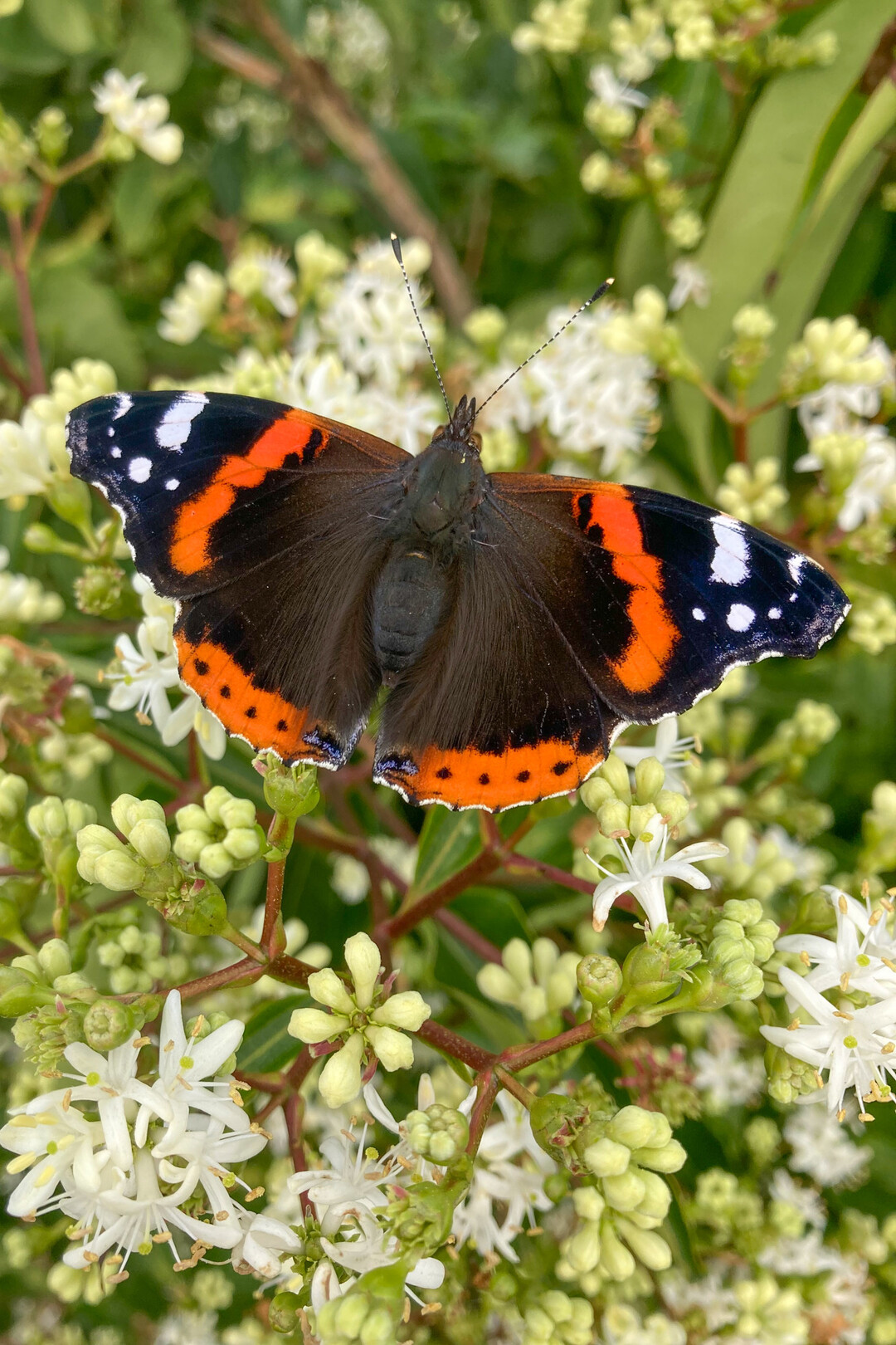 <i>Heptacodium miconioides</i>
 
Blte