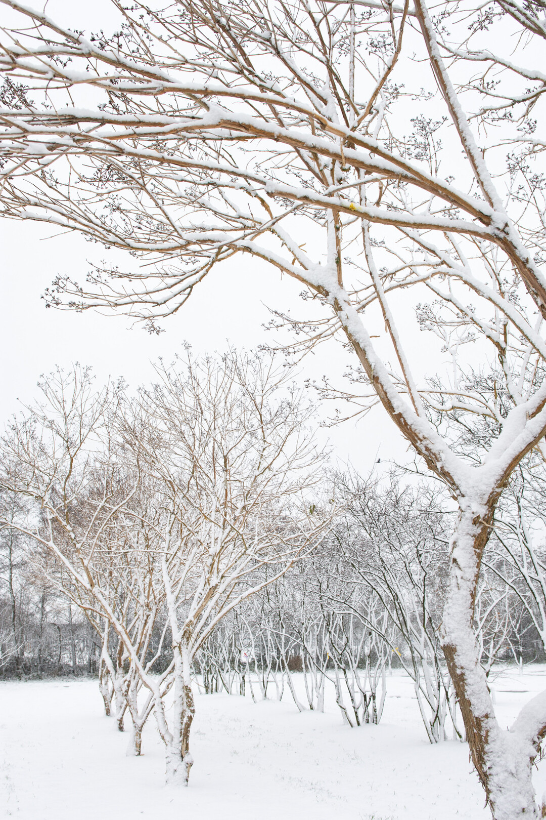<i>Heptacodium miconioides</i>
  - Winterbild