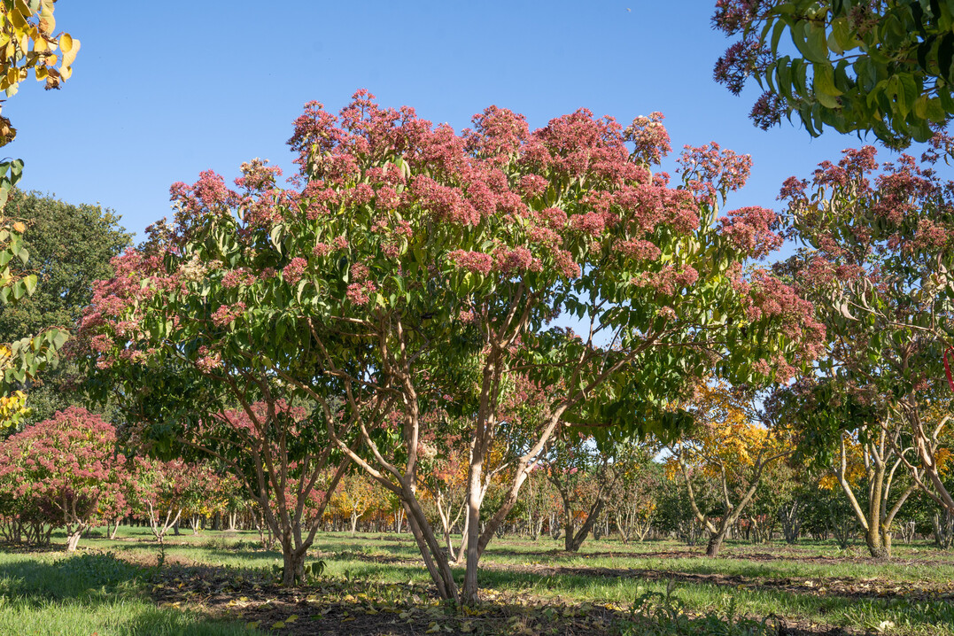 <i>Heptacodium miconioides</i>
 hat im Herbst rosa- bis purpurfarbene Fruchtstände.