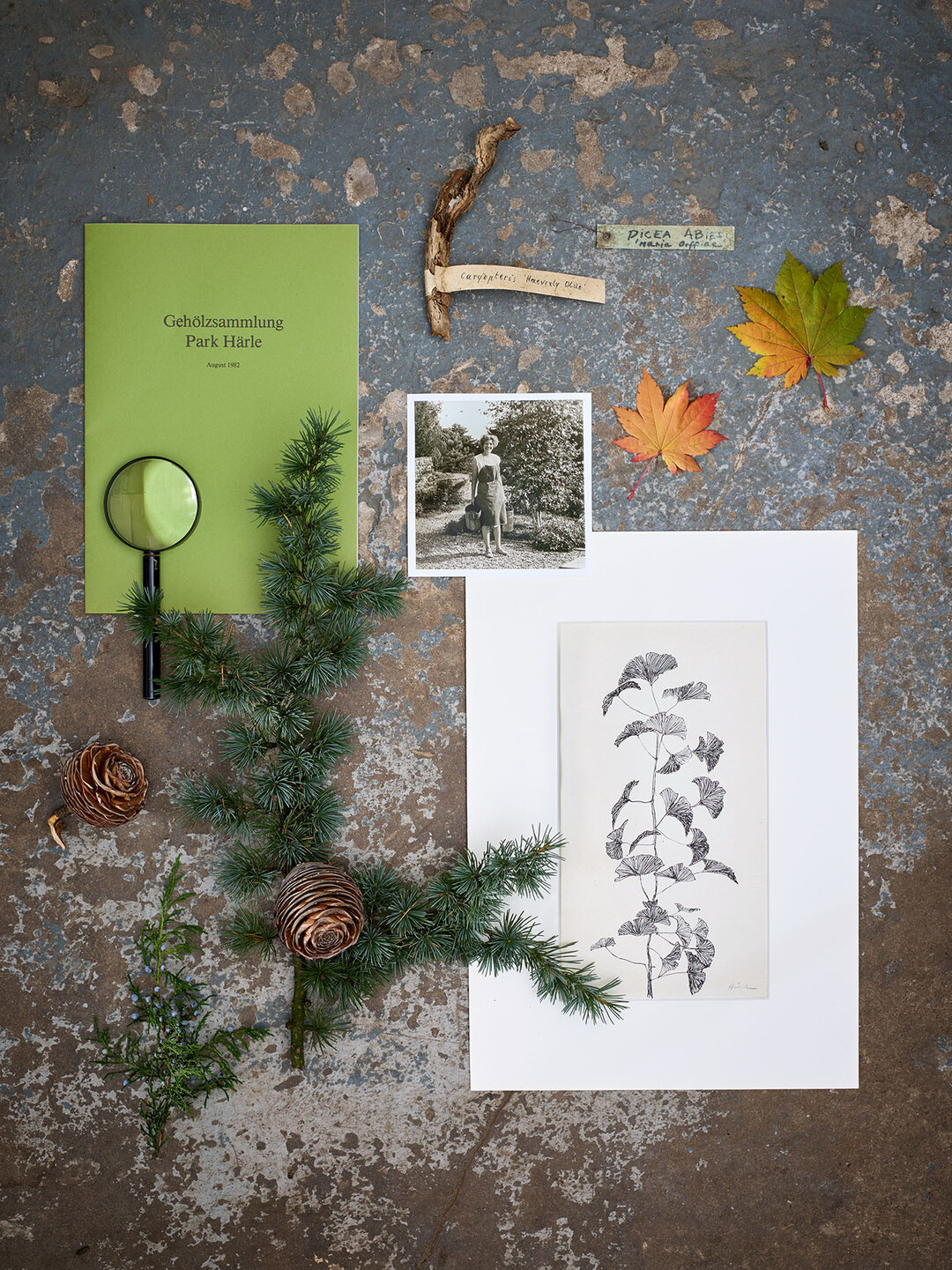 Einblicke ins Buch: Collage zum Arboertum Härle