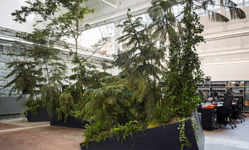 Bergwald im Büro, Fischer AG, Zürich: Die inszenierte Waldlandschaft belebt die historische Halle. Stählerne Pflanzgefäße tragen mächtige Nadelbäume, Farne, Gräser und Bodendecker.