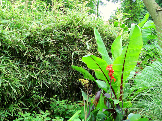 Hibanobambusa tranquillans ‘Shiroshima’ als Hecke