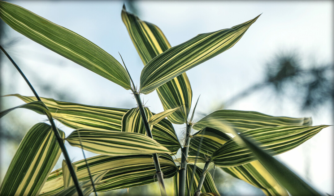 Blattscheiden von Hibanobambusa tranquillans ‘Shiroshima’ haben außergewöhnlich lange Wimpern.