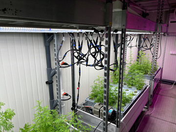 Eine durch Plasmabehandlung induzierte Qualittsoptimierung knnte die Wirtschaftlichkeit von Vertical Indoor Farming (VIF)-Systemen erhhen.