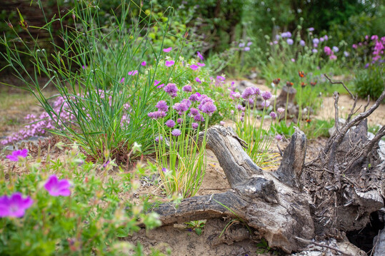 Der Fokus 2026 richtet sich auf den Lebensraum den Naturgärten für die Artenvielfalt schaffen.