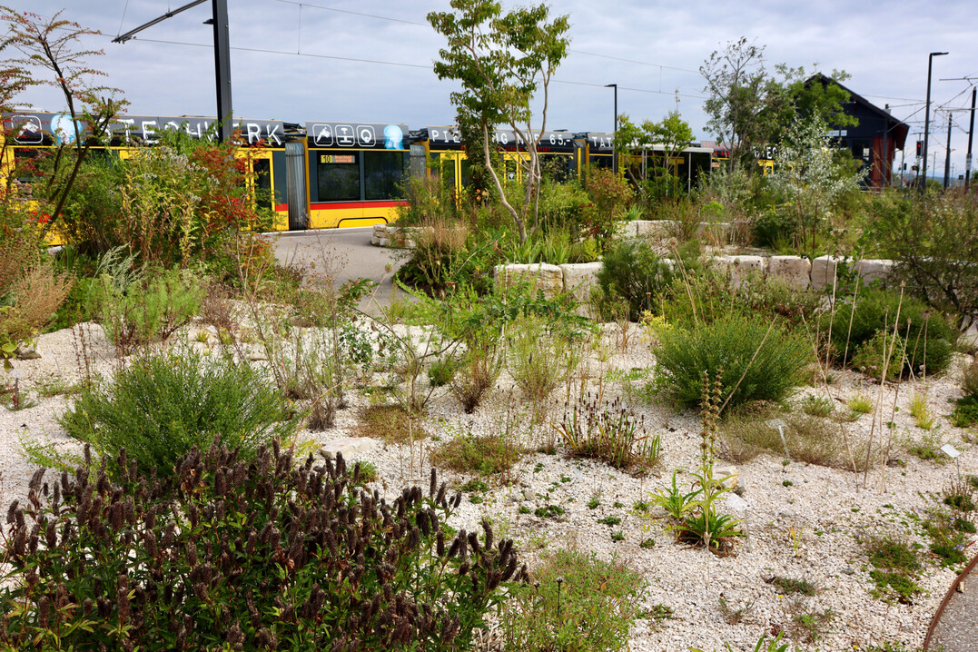 Die Tramschleife in Rodersdorf wurde biodivers aufgewertet, um auch fr den Menschen eine attraktive Flche zu schaffen.