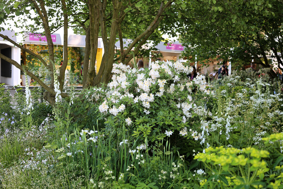 Balance aus Naturalismus und moderner Gestaltung: Der mit Gold prmierte Woodland Garden an der Chelsea Flower Show 2024 von Tom Stuart-Smith. 