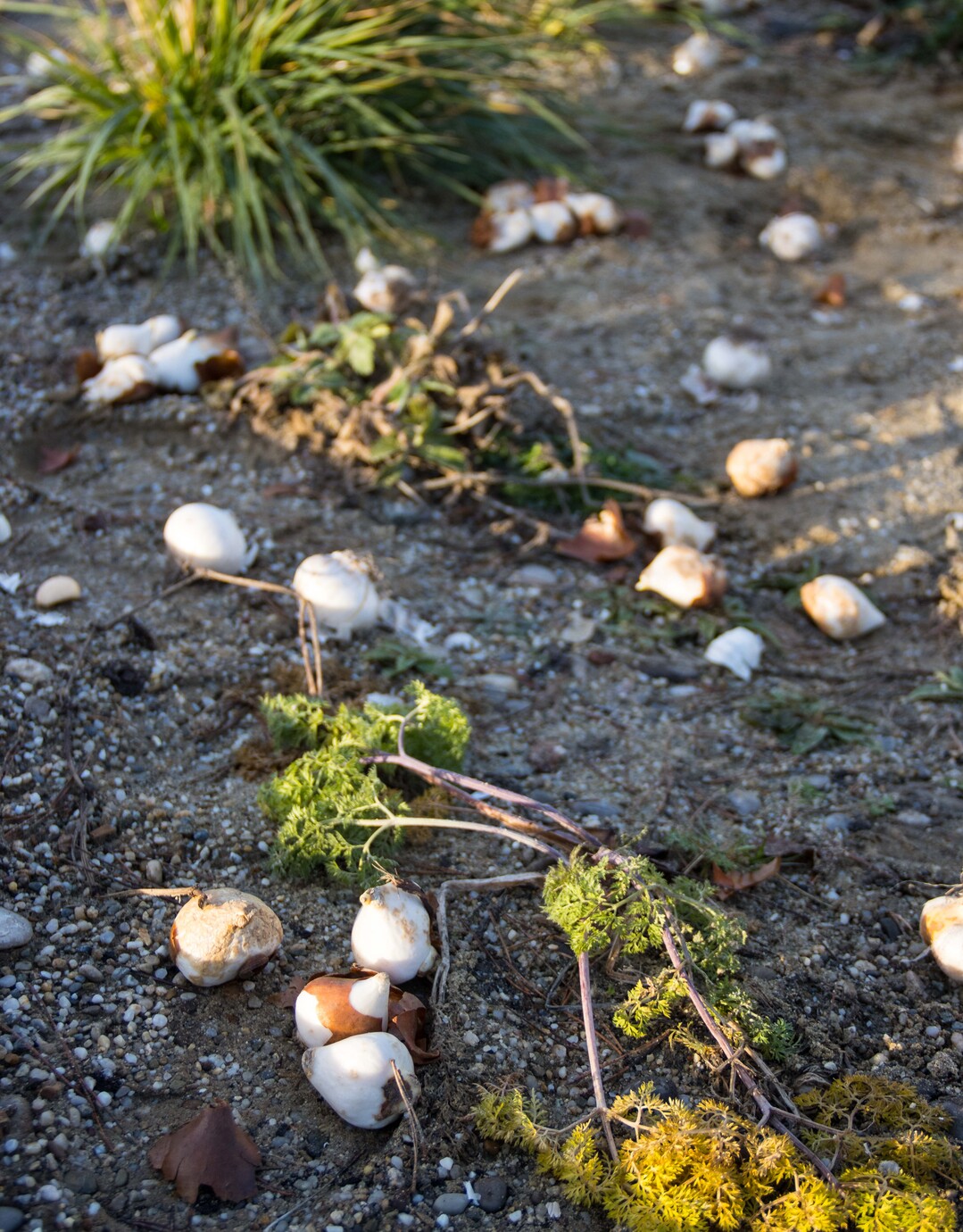 Blumenzwiebeln, so weit das Auge reicht. Insgesamt kamen vor dem ersten Frost kurz vor
Weihnachten 150.000 Stck in die Erde. 