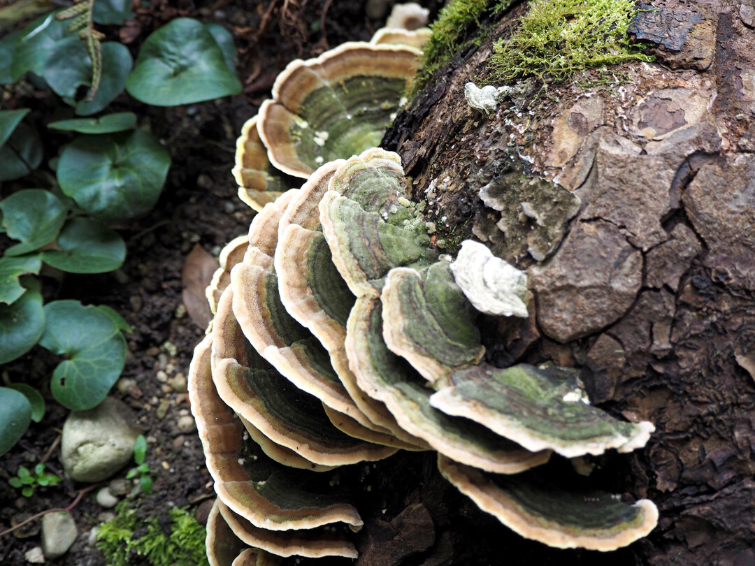 Auf dem Rosskastanien-Stamm, der im Garten integriert wurde, wachsen unterschiedliche Pilz-Arten. Dadurch wird die Vielfalt im Farngarten zus�tzlich erh�ht.