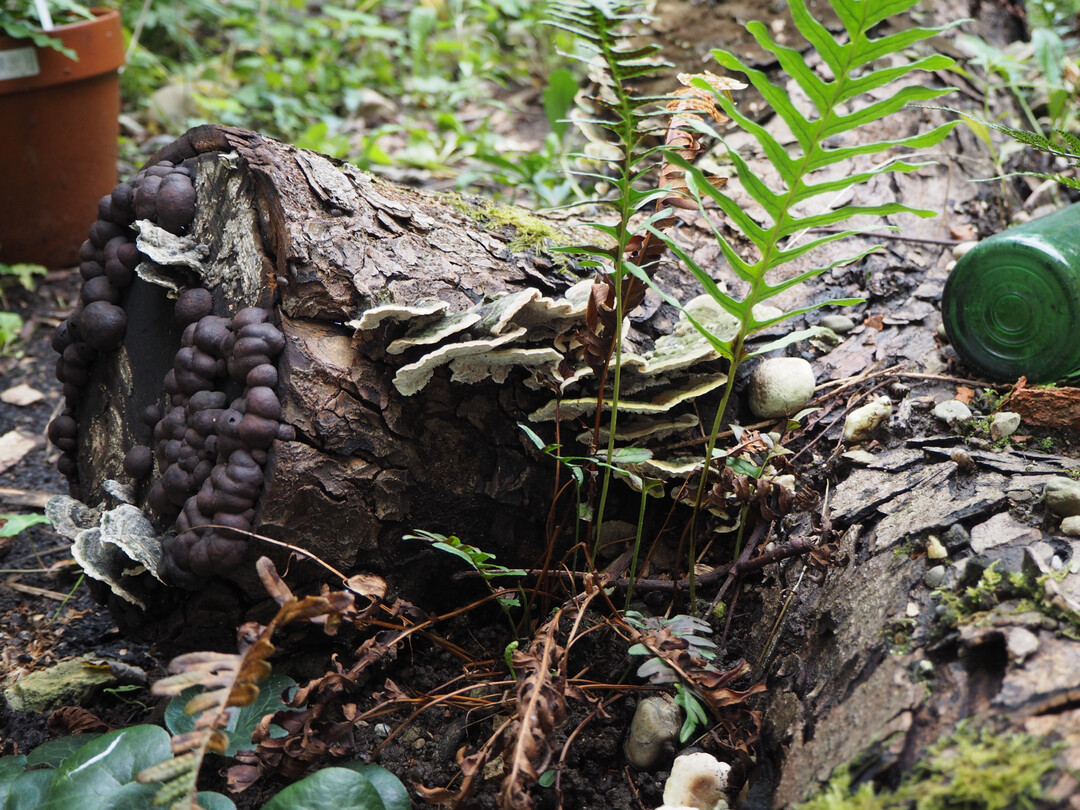 Der heimische T�pfelfarn (
<i>Polypodium vulgare</i>
) 
ist oftmals auf Holz zu finden, wo er als Epiphyt ohne Kontakt zum Boden wachsen kann.