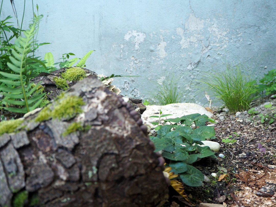 W�hrend die Europ�ische Haselwurz (
<i>Asarum europaeum</i>
) frische bis feuchte Bedingungen braucht, ertr�gt die Wei�e Segge (
<i>Carex alba</i>
) die sehr trockenen Bedingungen im Regenschatten des Wohnhauses.