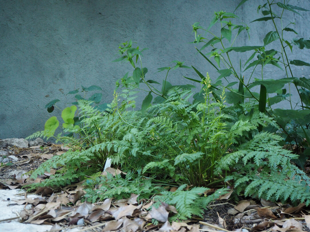Das Blatt des Farnbl�ttrigen Lerchensporns 
(
<i>Corydalis cheilanthifolia</i>
) erinnert
stark an einen Farnwedel.