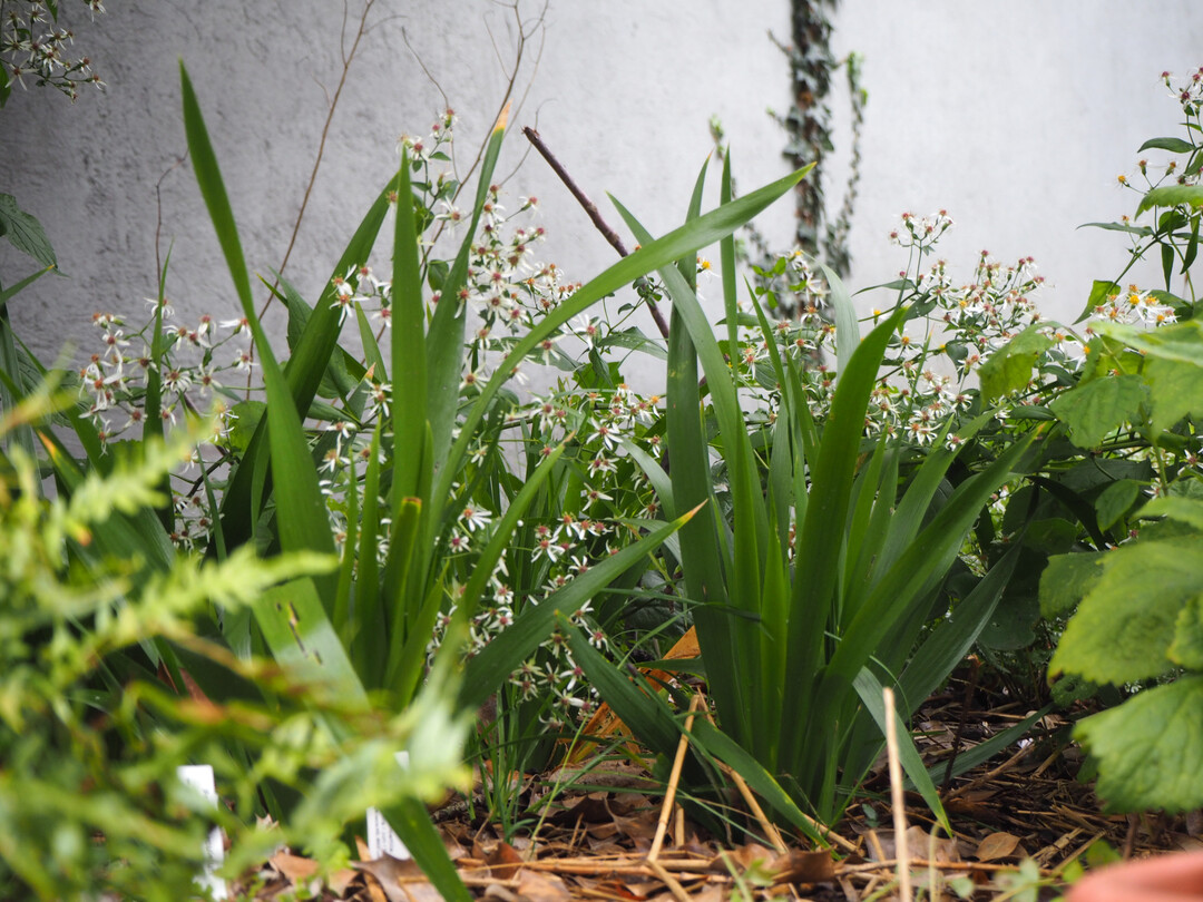 Im Wurzelbereich der bestehenden Stechpalme (
<i>Ilex aquifolium</i>
) konnten sich die �belriechende Schwertlilie (
<i>Iris foetidissima</i>
) und die Wei�e Wald-Aster (
<i>Eurybia divaricatus</i>
) etablieren.