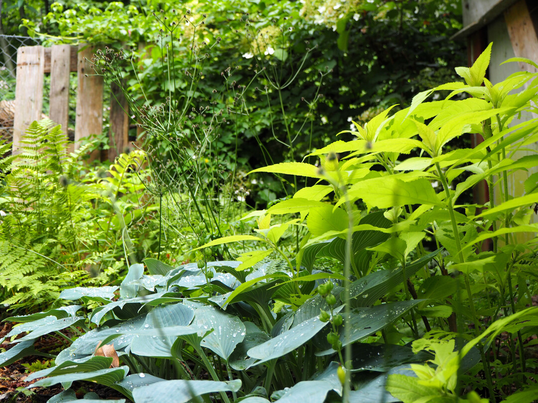 Das gr�ngelbe Laub der Japanischen Strauchminze (
<i>Leucosceptrum japonicum �</i>
Golden Angel�) bildet einen starken Farbkontrast zur robusten Blaublatt-Funkie (
<i>Hosta</i>
 �Halcyon�).