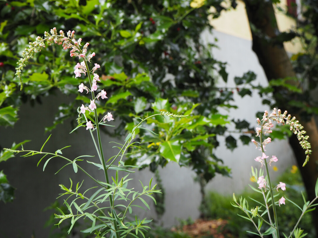 Das Purpur-Leinkraut (
<i>Linaria purpurea</i>
) wurde nicht gepflanzt, konnte sich oberhalb der Trockenmauer aber durch Versamung etablieren.