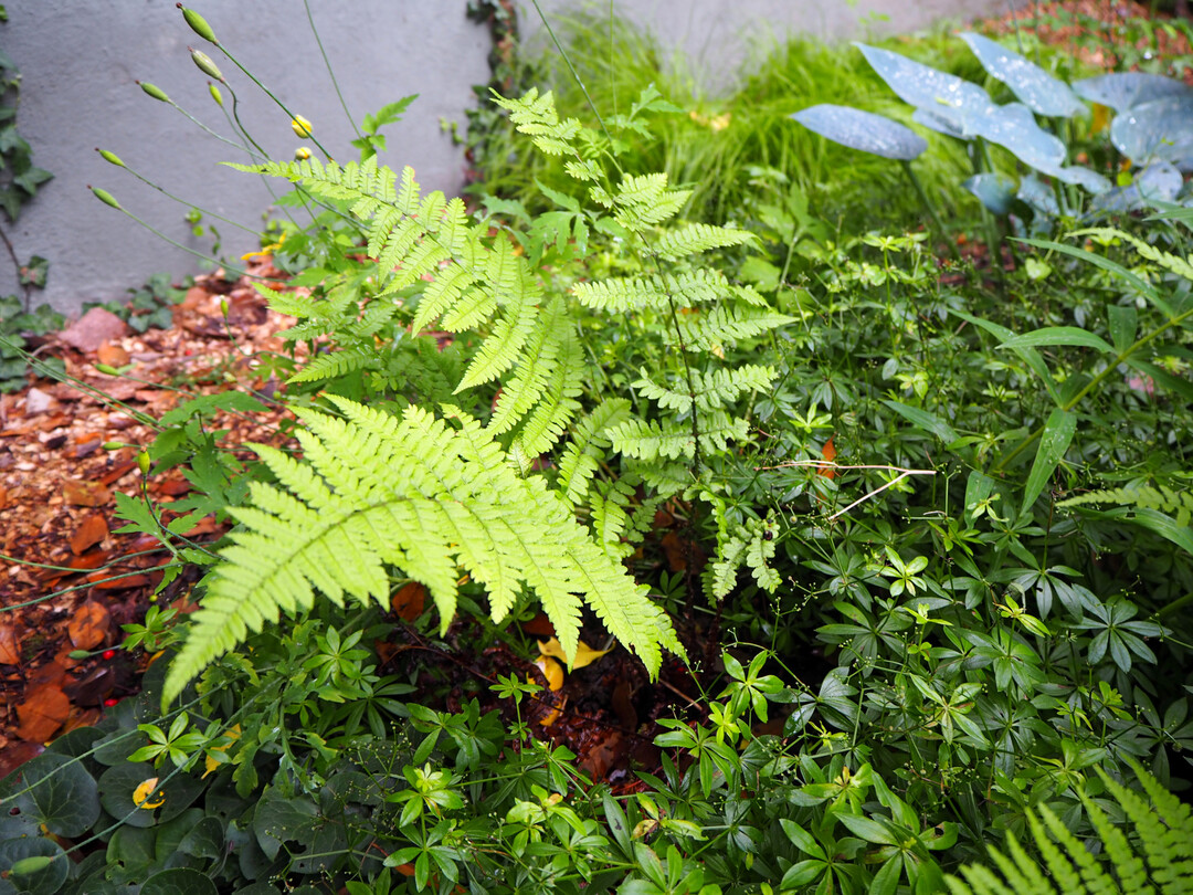 Der Wald-Frauenfarn (
<i>Athyrium filix-femina</i>
) konnte sich gut gegen den Echten Waldmeister (
<i>Galium odoratum</i>
) behaupten.