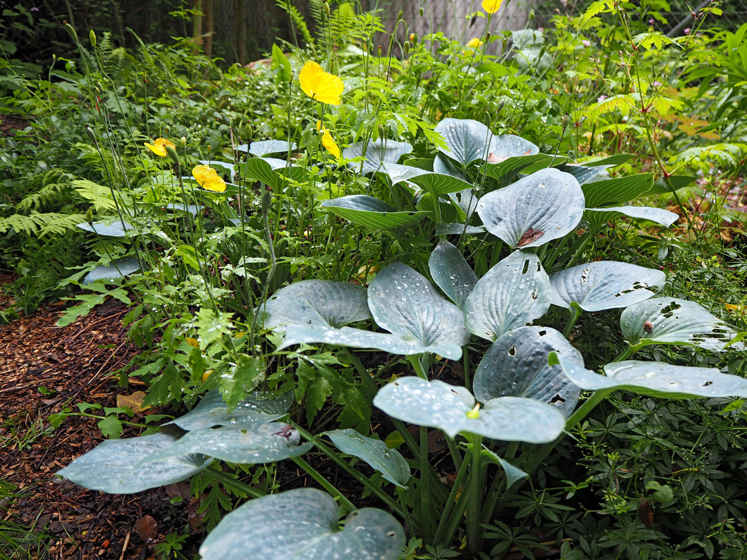 Der Wald-Scheinmohn (
<i>Meconopsis cambrica</i>
) sorgt beinahe das ganze Jahr �ber f�r einzelne Farbtupfer im Farngarten.
