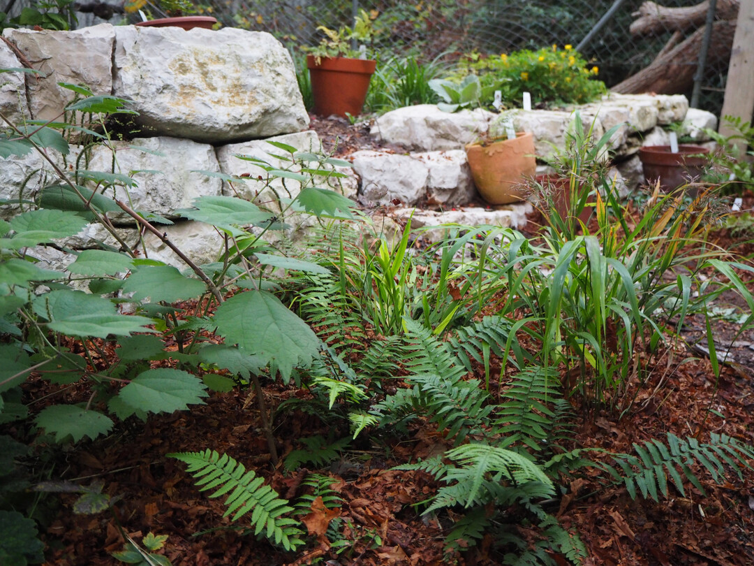 Als Mulchmaterial wurde unter anderem vor Ort angefallenes, zerkleinertes Laub verwendet.
