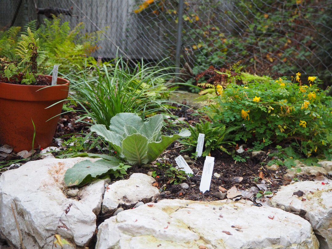 Der wenig attraktive Maschendrahtzaun soll in n�chster Zeit durch einen passenden Zaun aus Holz ersetzt werden.
