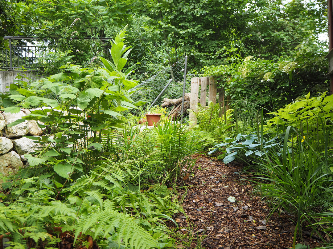 Der Farngarten am Kanal �M�hletych� am Jura-S�dfu� in der Schweiz