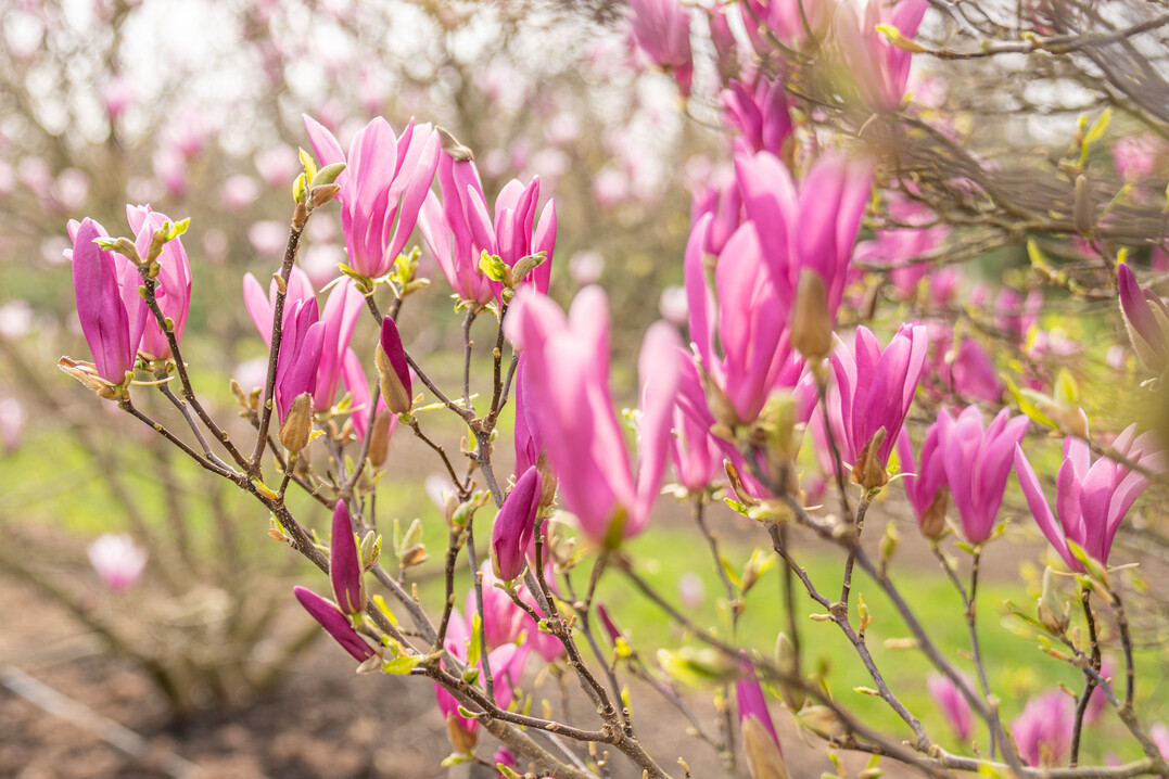 Die Selektion zeigt fantastische Bl�ten, die charakteristisch nach Gew�rznelken duften.